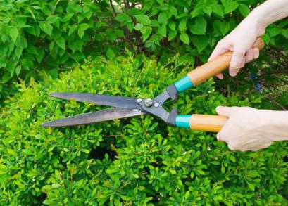 Ручний садовий інструмент для обрізання дерев: поради