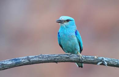Рідкісну блакитну птицю-сиворакшу знайшли у Кривому Розі