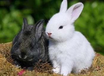 содержание кролик