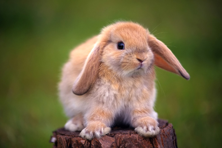 Нюанси вирощування кроликів: правда від кролівника-практика, яку замовчують